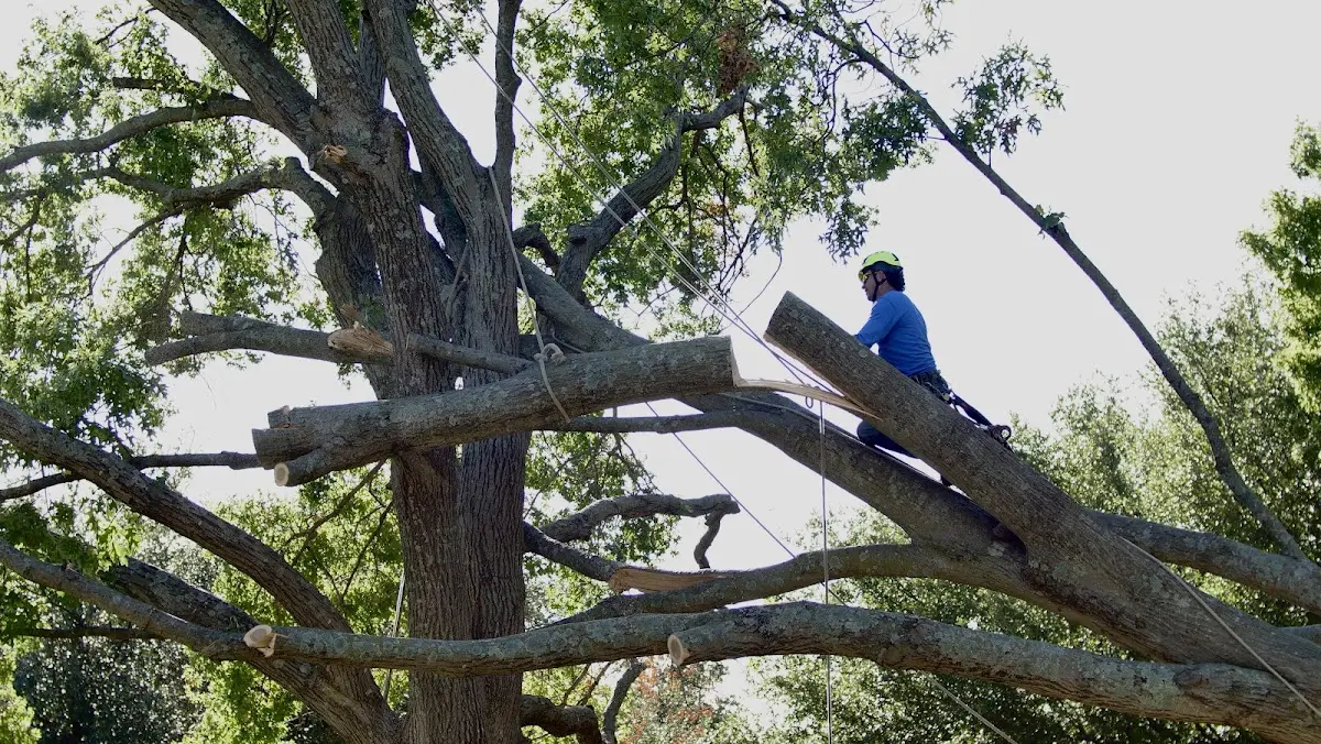 Professional Crown Thinning performed by certified arborists in Perdue Hill